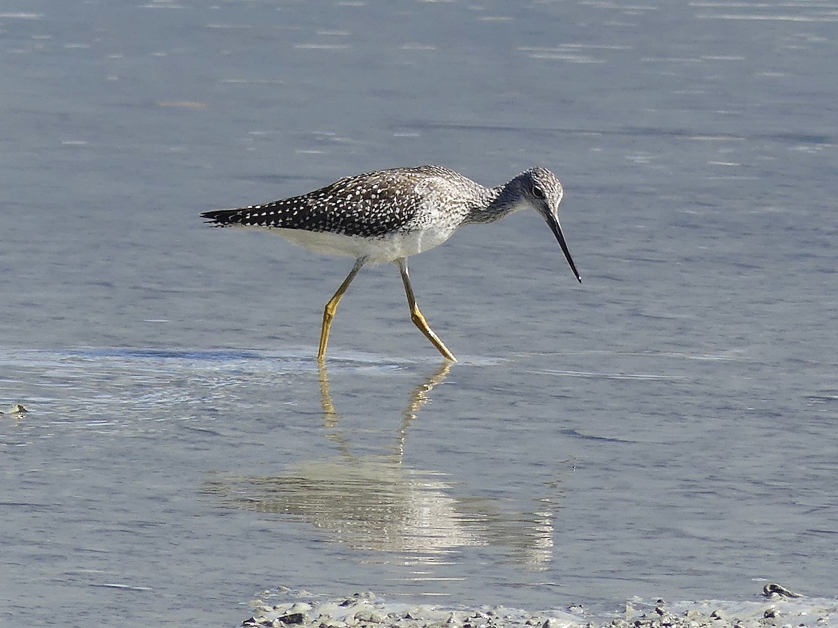 Greater Yellowlegs - ML609038195