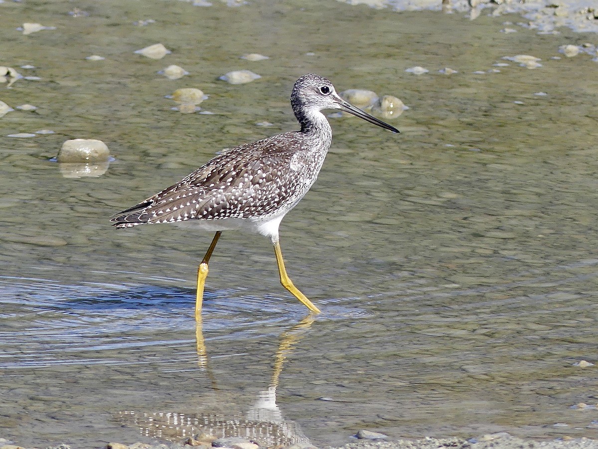 Greater Yellowlegs - ML609038196