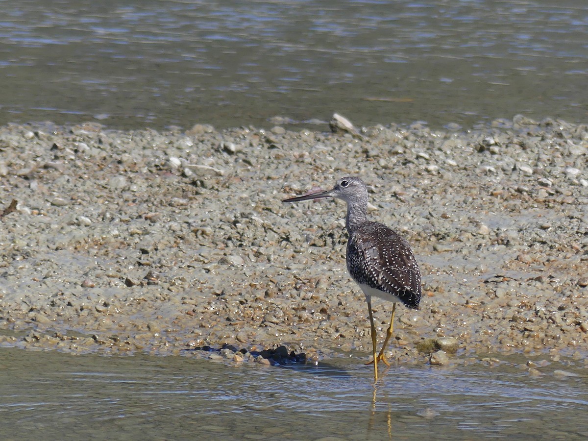 Greater Yellowlegs - ML609038199