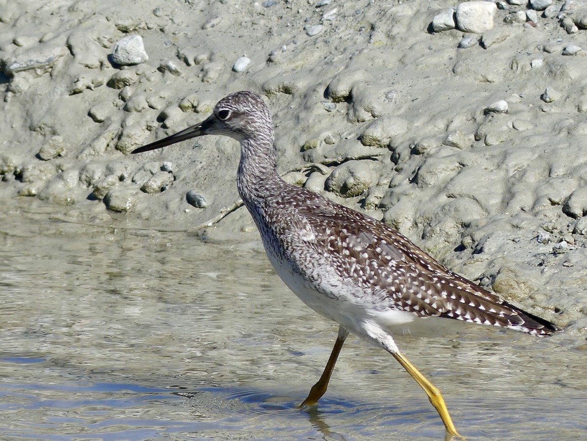 Greater Yellowlegs - ML609038200