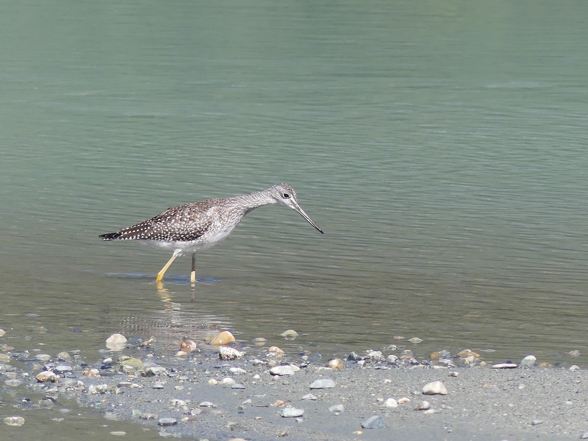 Greater Yellowlegs - ML609038201