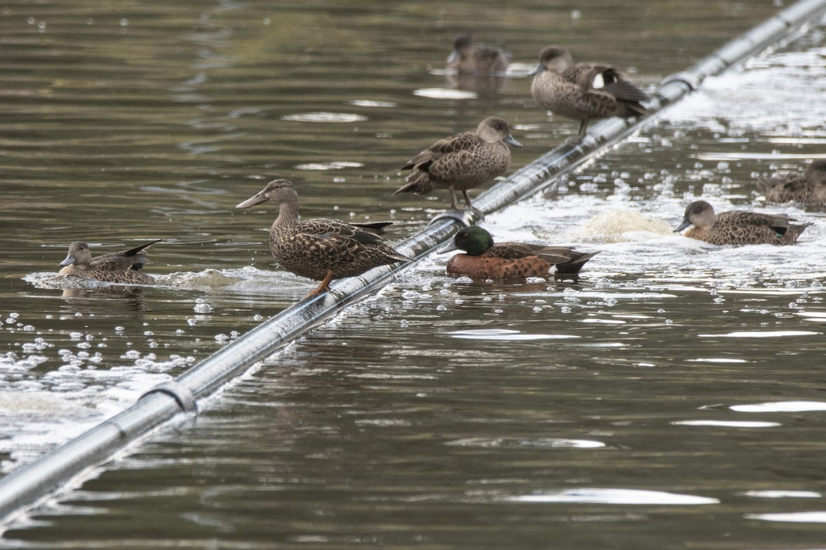 Australasian Shoveler - ML609038261