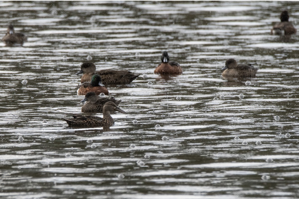 Australasian Shoveler - ML609038264
