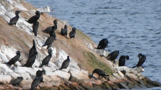 Indian Cormorant - ML609038314