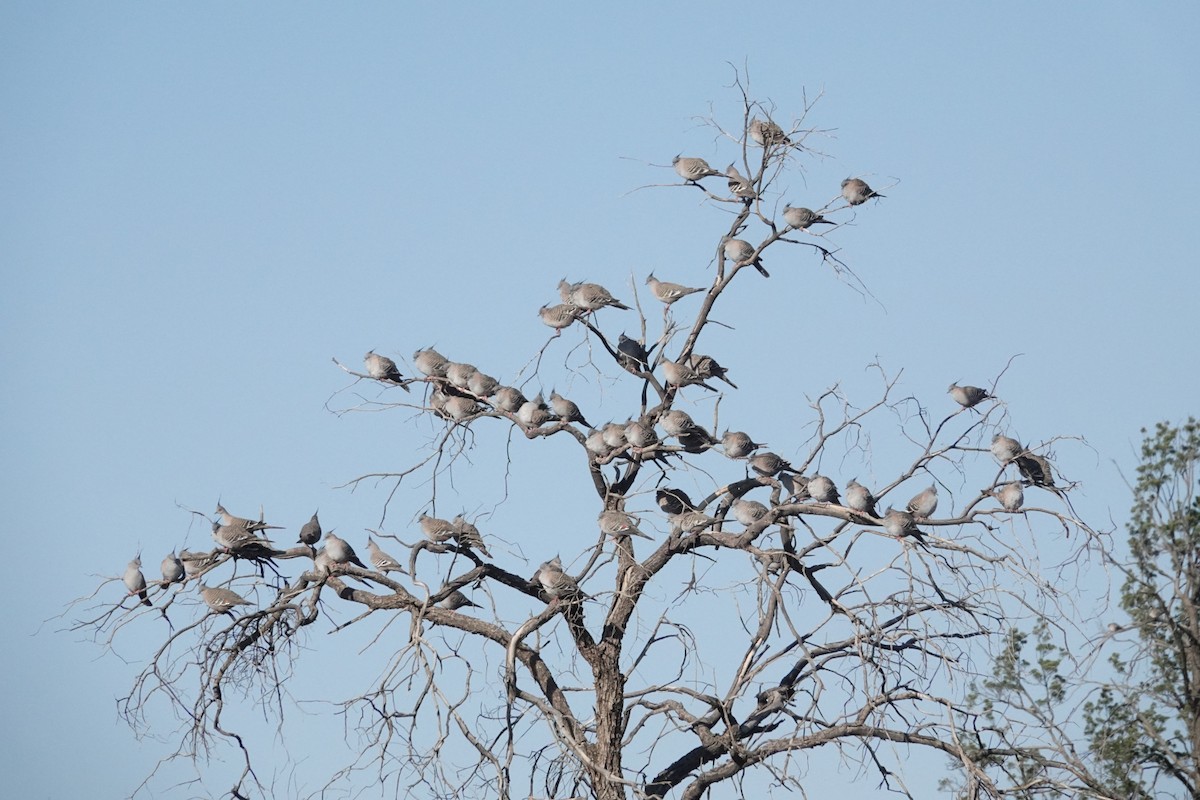 Crested Pigeon - ML609038398