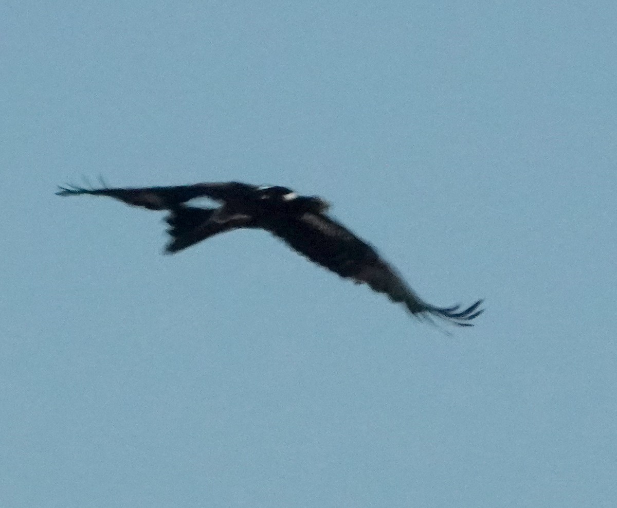 Wedge-tailed Eagle - ML609038467