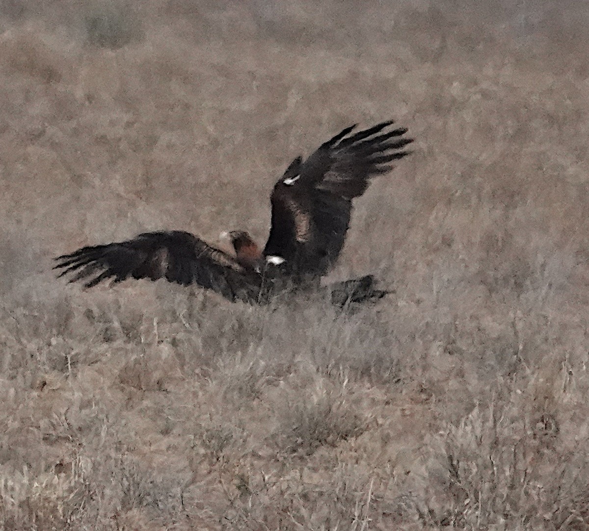 Wedge-tailed Eagle - ML609038468