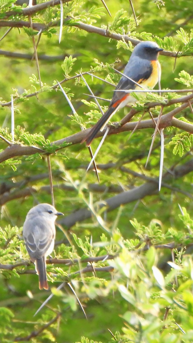 Small Minivet - ML609038490