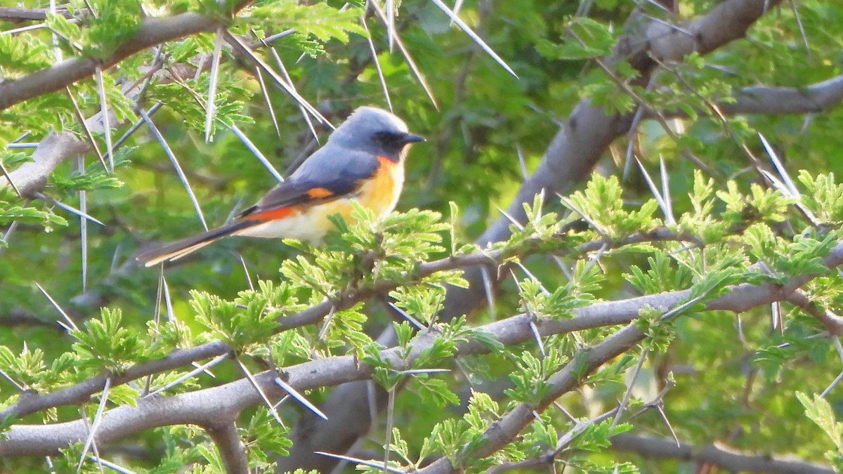 Small Minivet - ML609038491