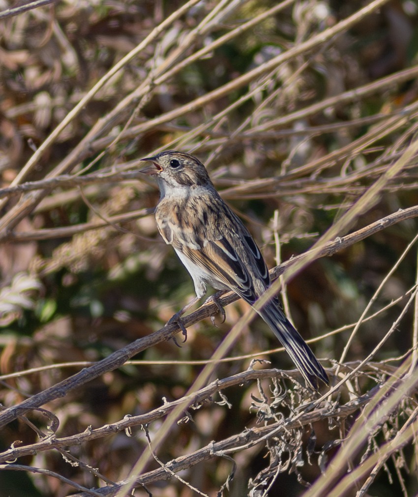 Brewer's Sparrow - ML609038534