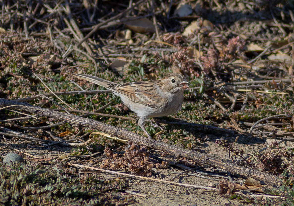 Brewer's Sparrow - ML609038536