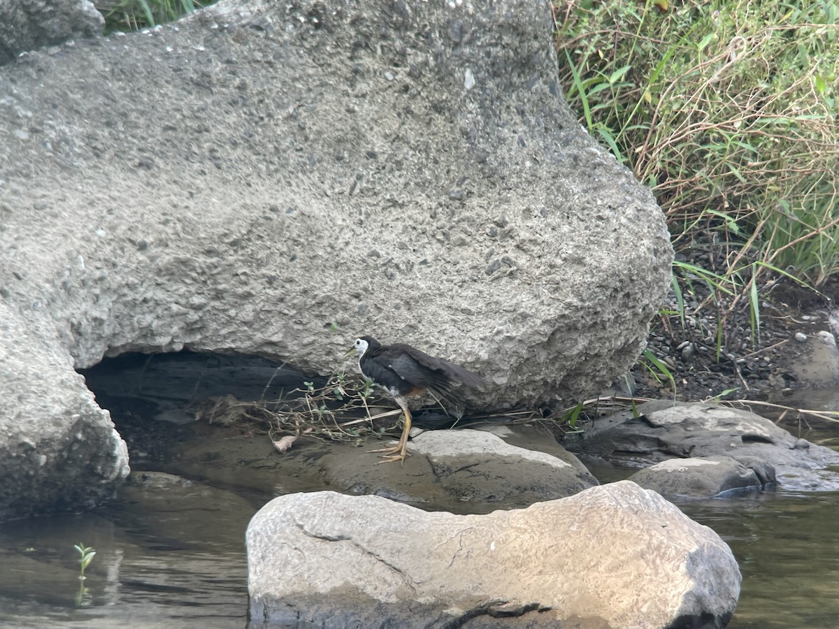 White-breasted Waterhen - ML609038542