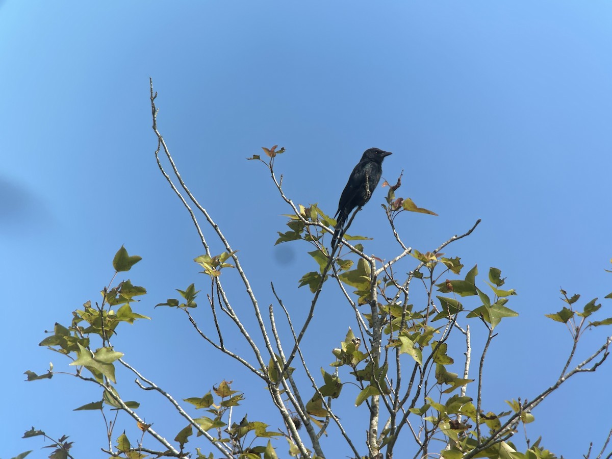 Black Drongo - ML609038545