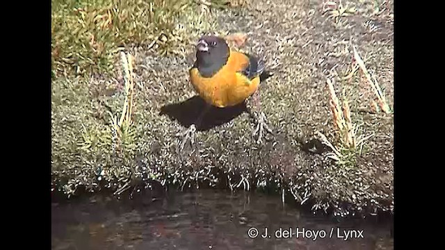 Black-hooded Sierra Finch - ML609038547