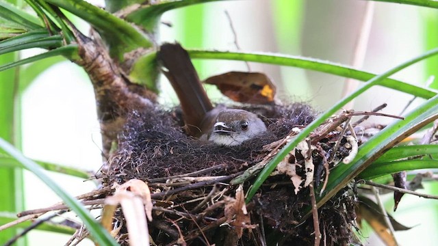 Bagobo Robin - ML609038656