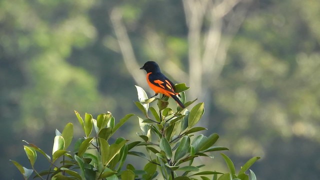 Orange Minivet - ML609038669