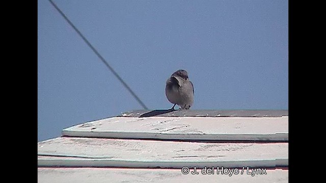 ネズミヤマシトド - ML609038701