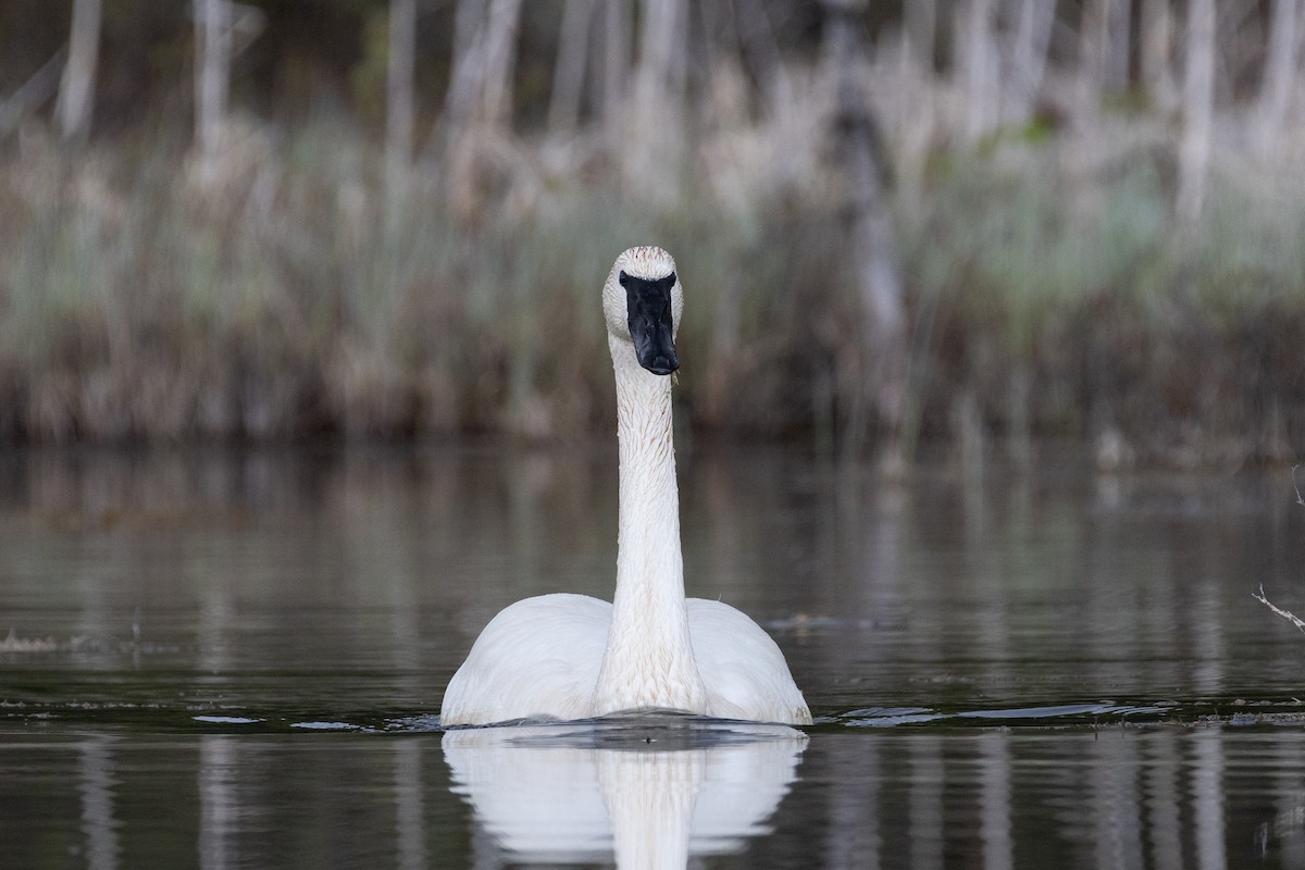 Trumpeter Swan - Evan Buck