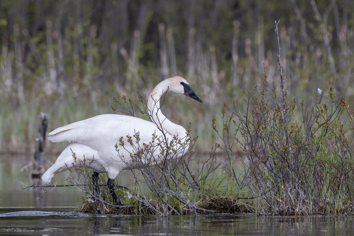 Cygne trompette - ML609038893