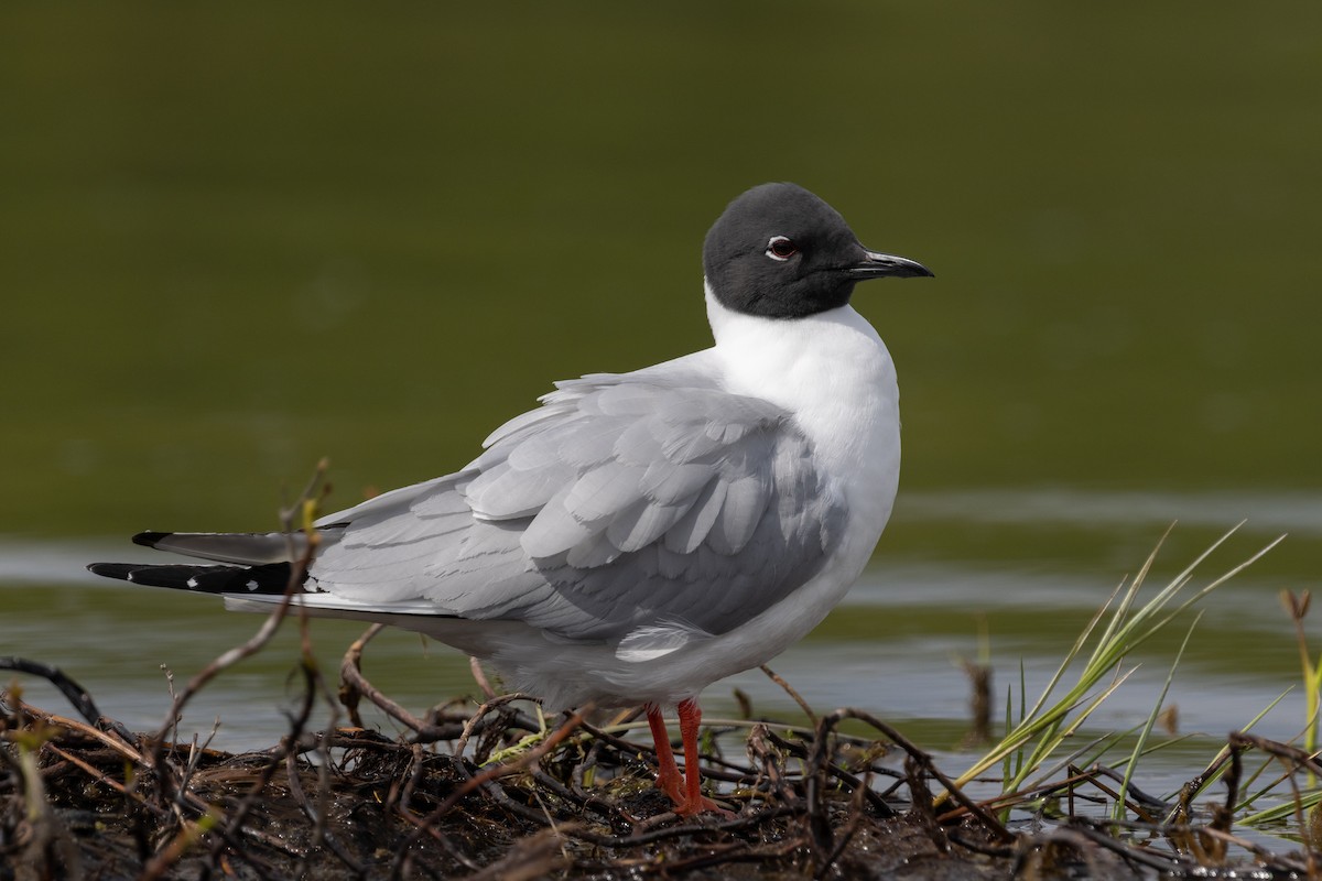 Bonaparte's Gull - Evan Buck