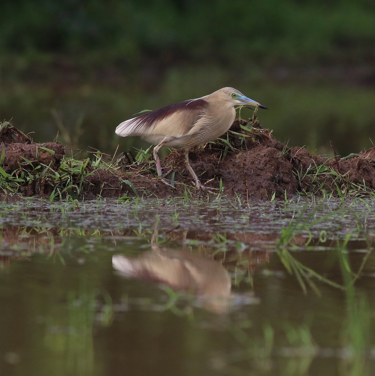 Indian Pond-Heron - ML609038975