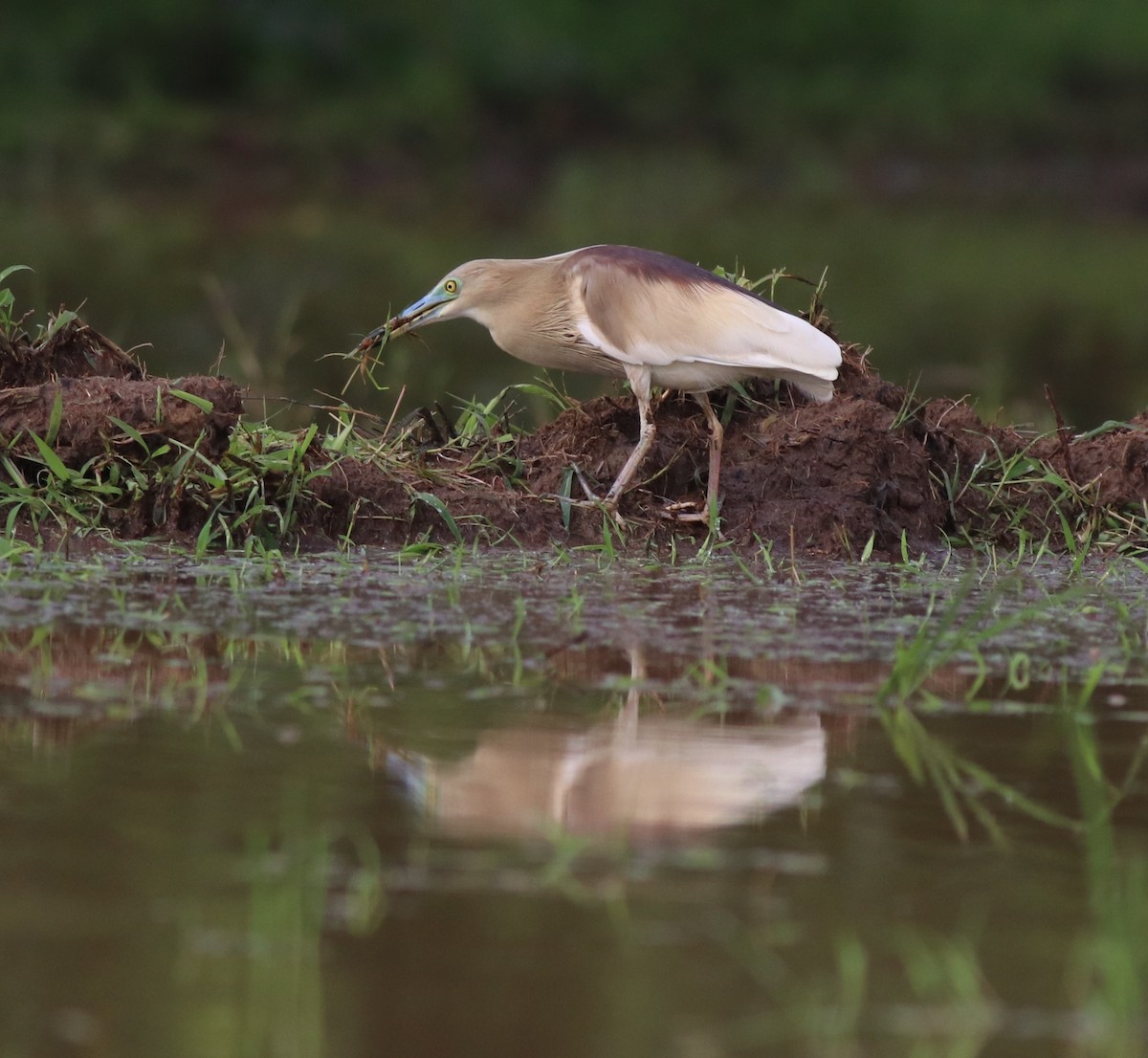 Indian Pond-Heron - ML609038976