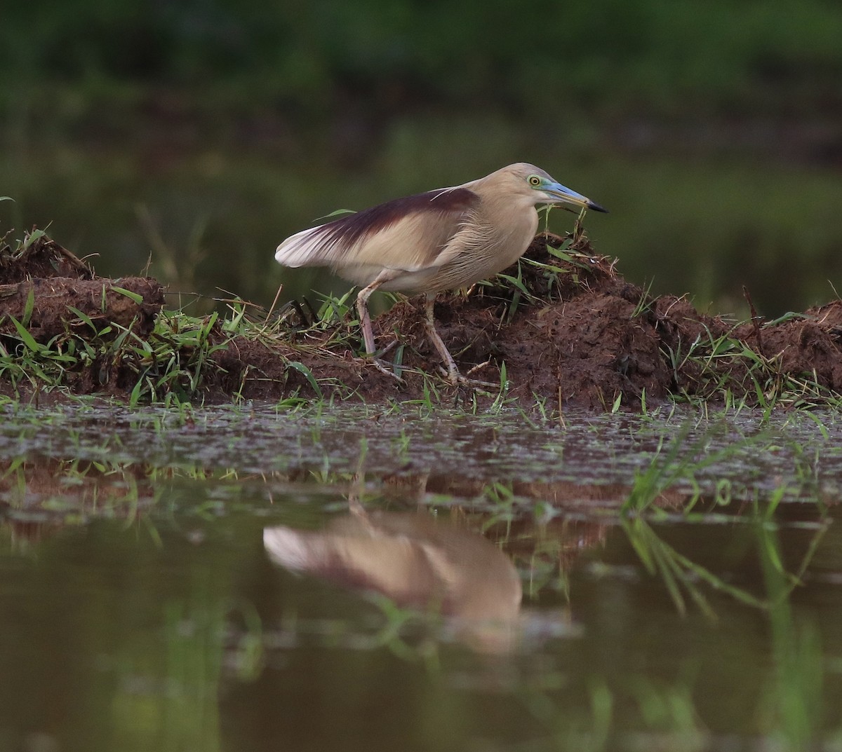 Indian Pond-Heron - ML609038977