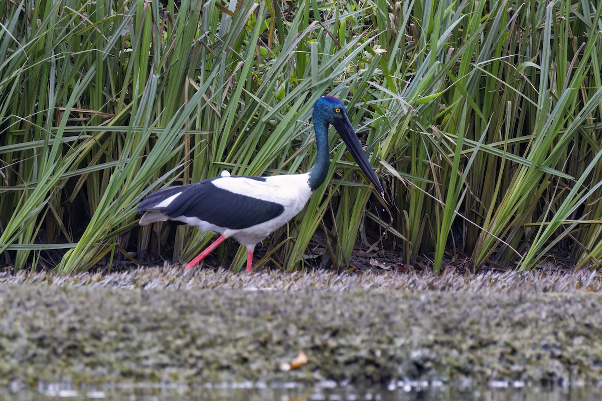 Black-necked Stork - Andreas Heikaus