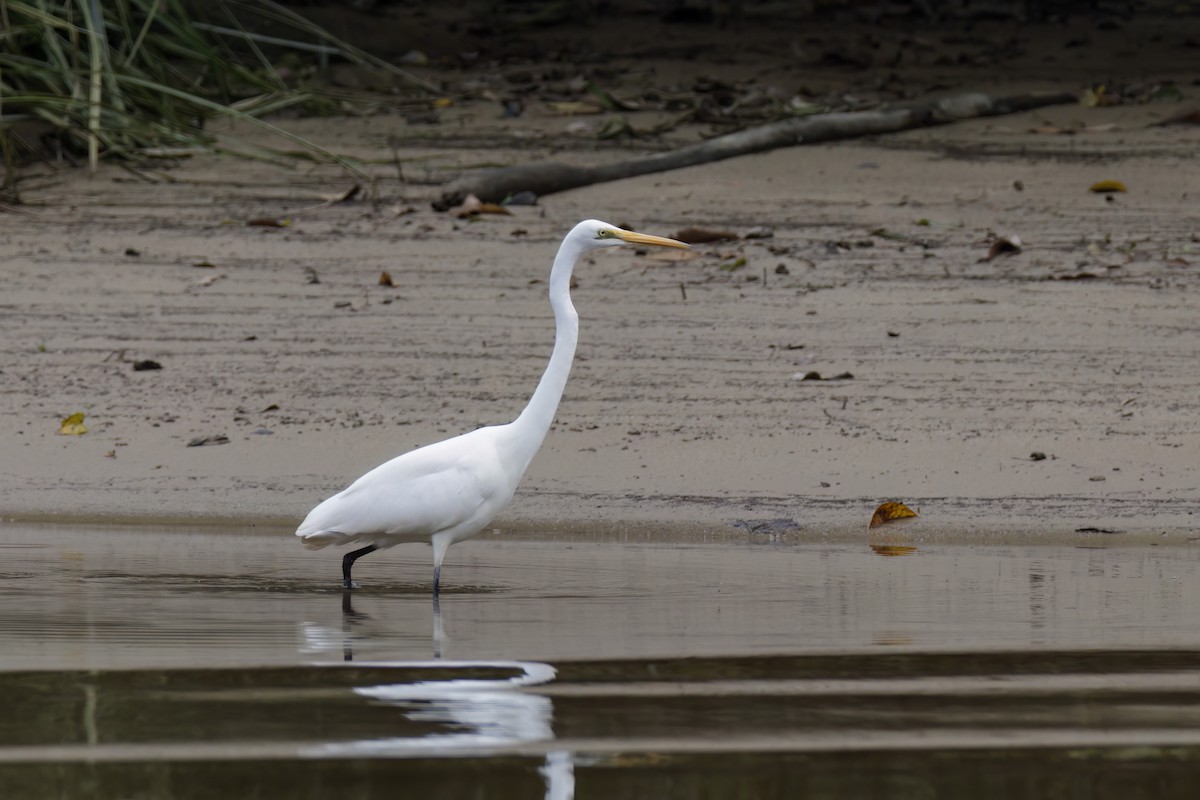 Great Egret - ML609039108