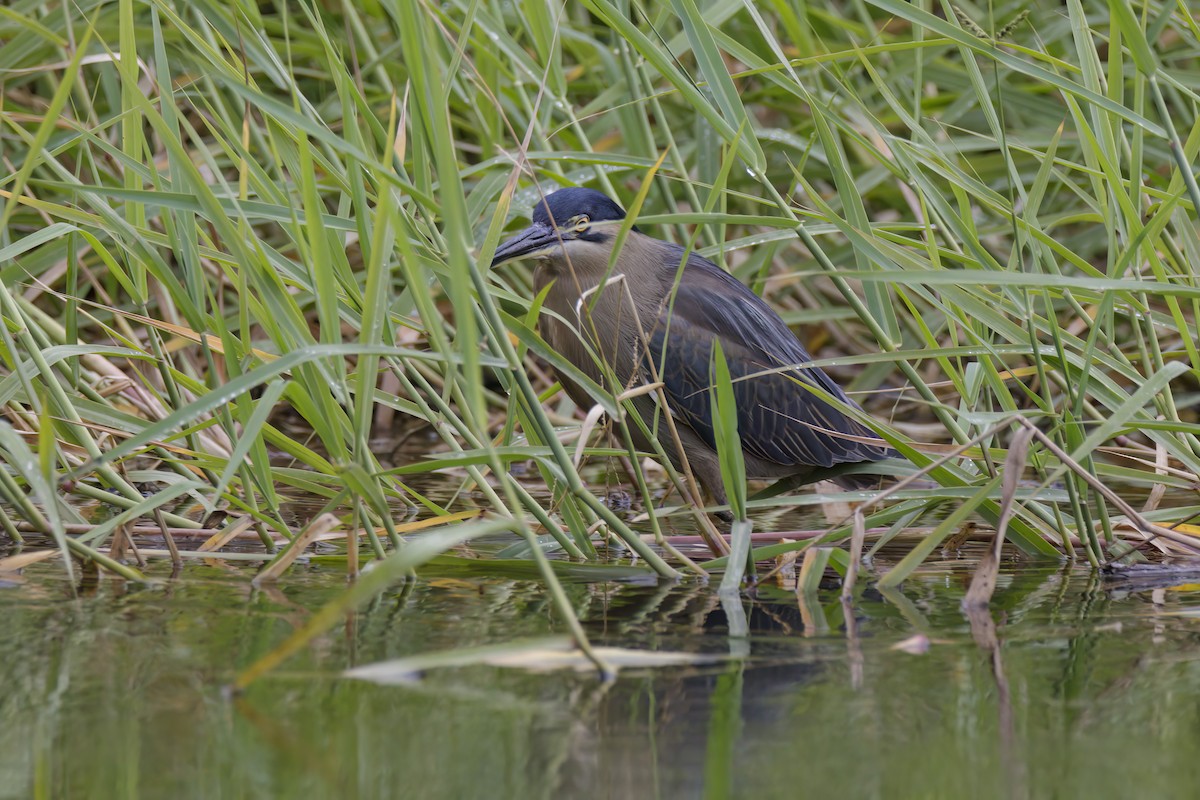 Striated Heron - ML609039113