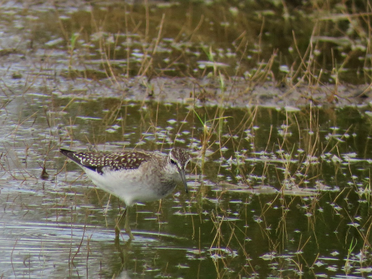 Wood Sandpiper - ML609039134