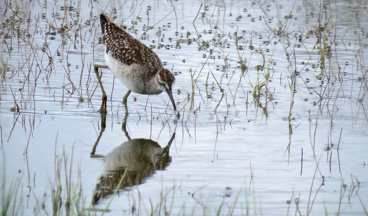 Wood Sandpiper - ML609039135