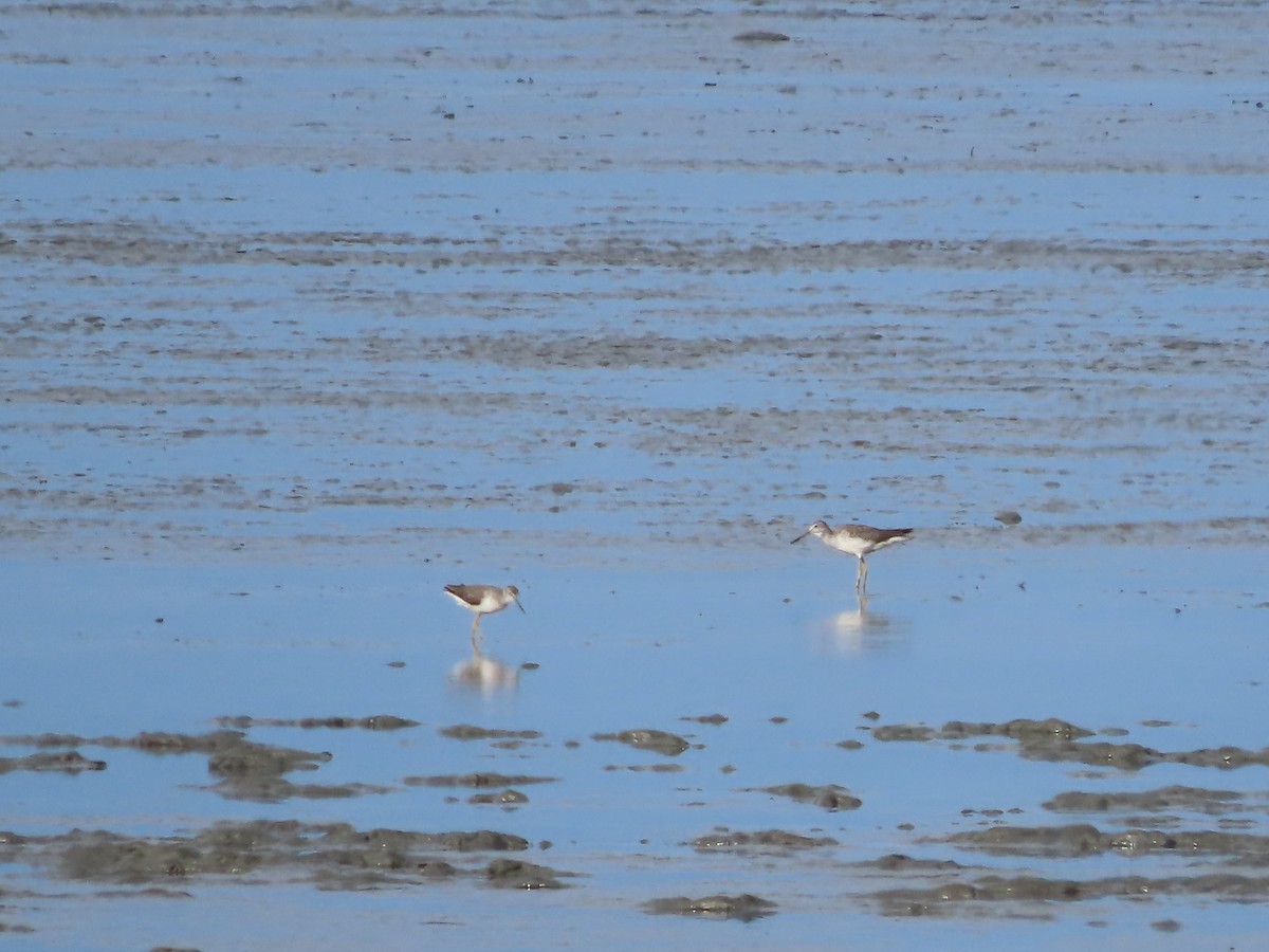 Greater Yellowlegs - ML609039189