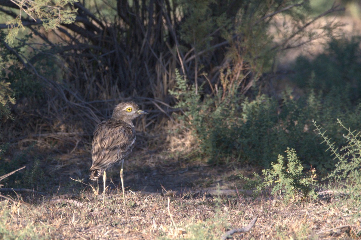 Eurasian Thick-knee - ML609039213
