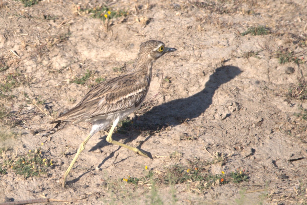 Eurasian Thick-knee - ML609039214