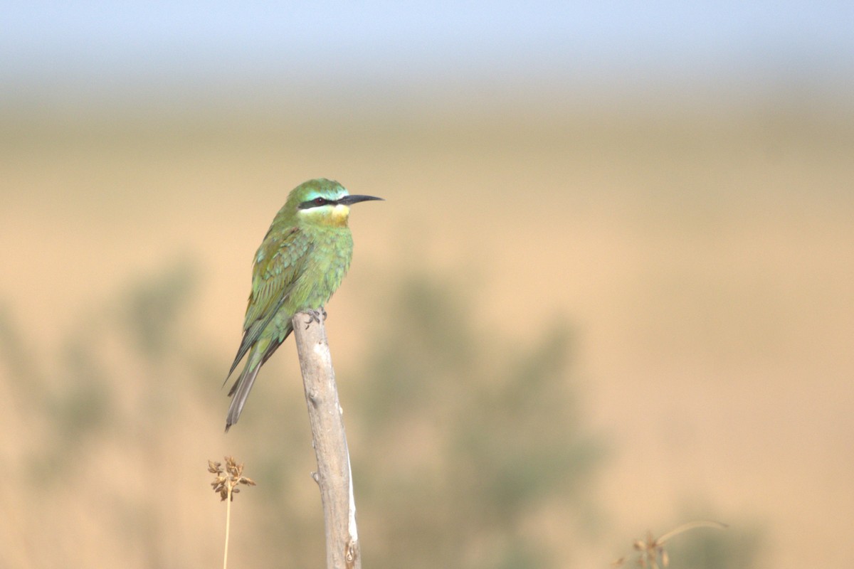 Blue-cheeked Bee-eater - Louis-Philippe Campeau