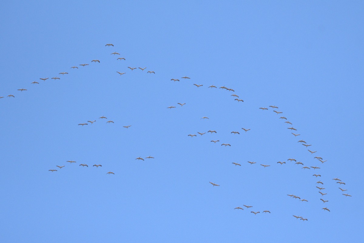 Demoiselle Crane - ML609039221