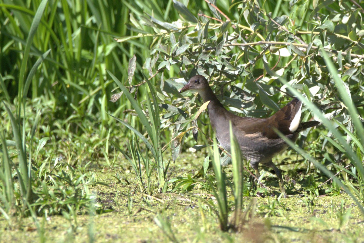 Eurasian Moorhen - ML609039223