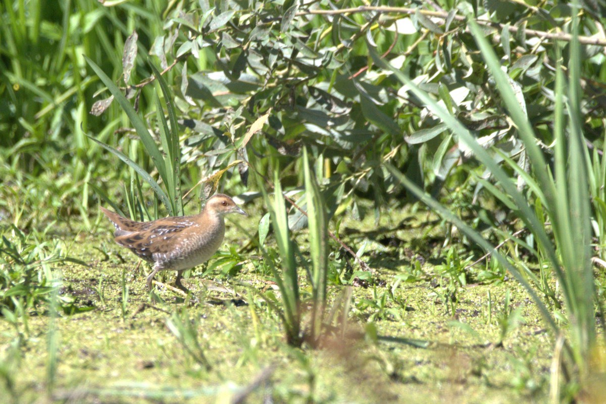 Baillon's Crake - ML609039225