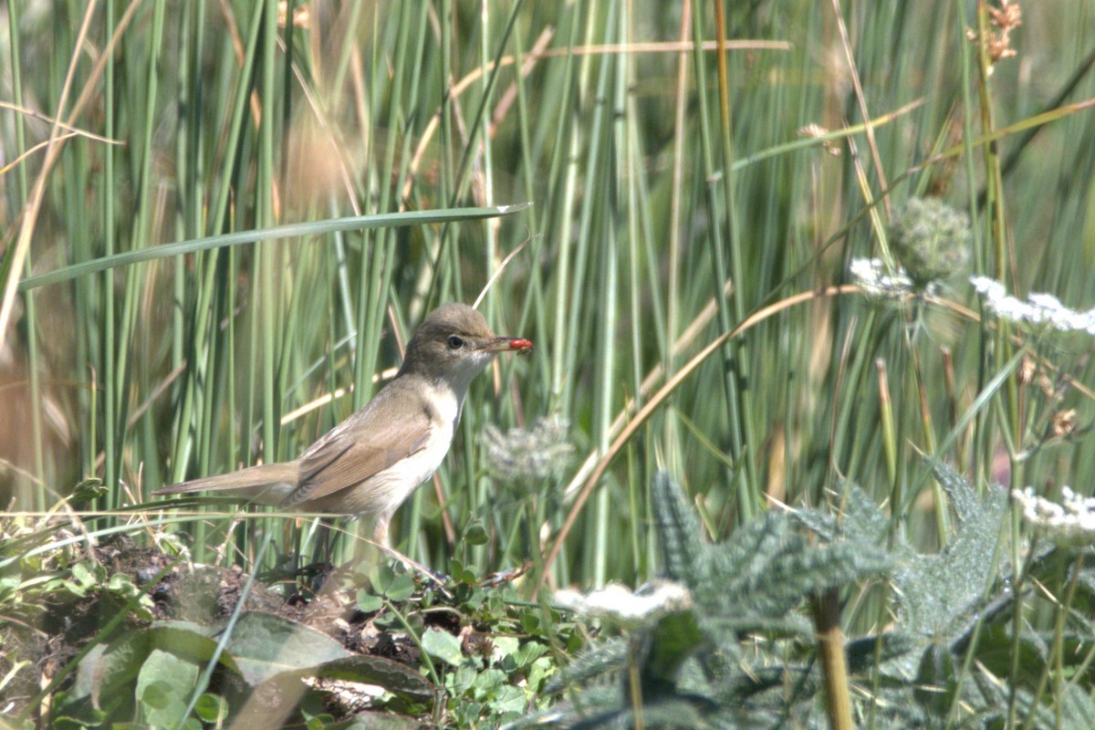 Blyth's Reed Warbler - ML609039227