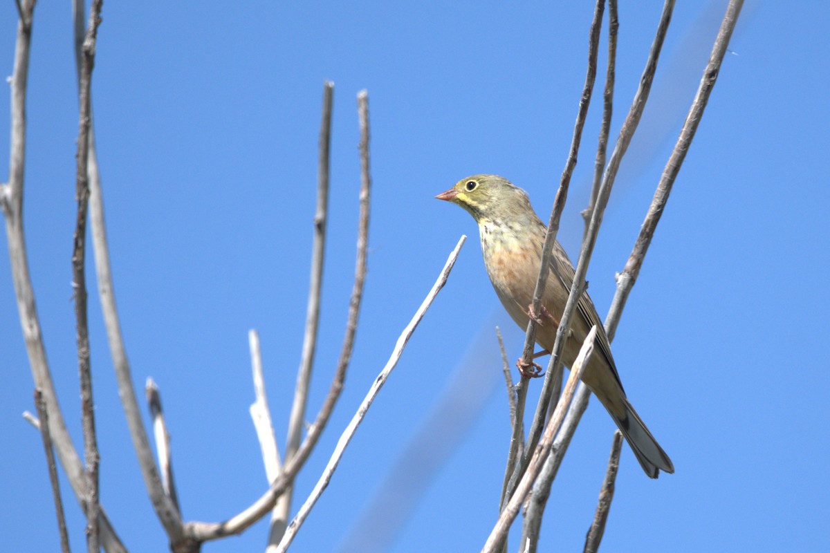 Ortolan Bunting - ML609039229