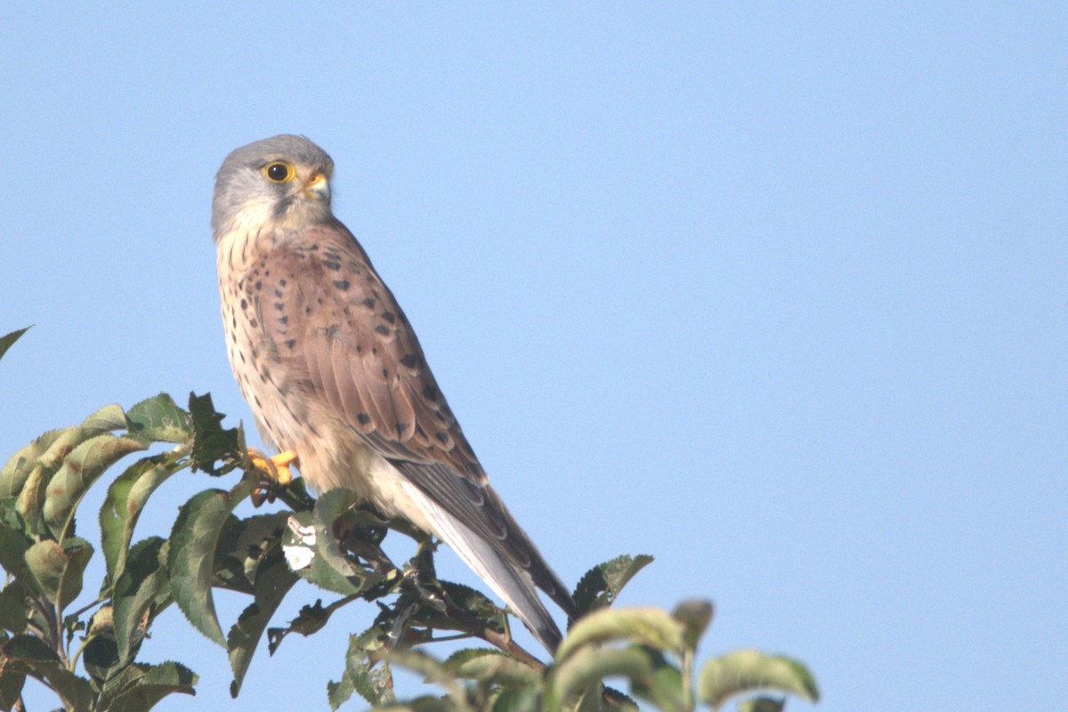 Eurasian Kestrel - ML609039234
