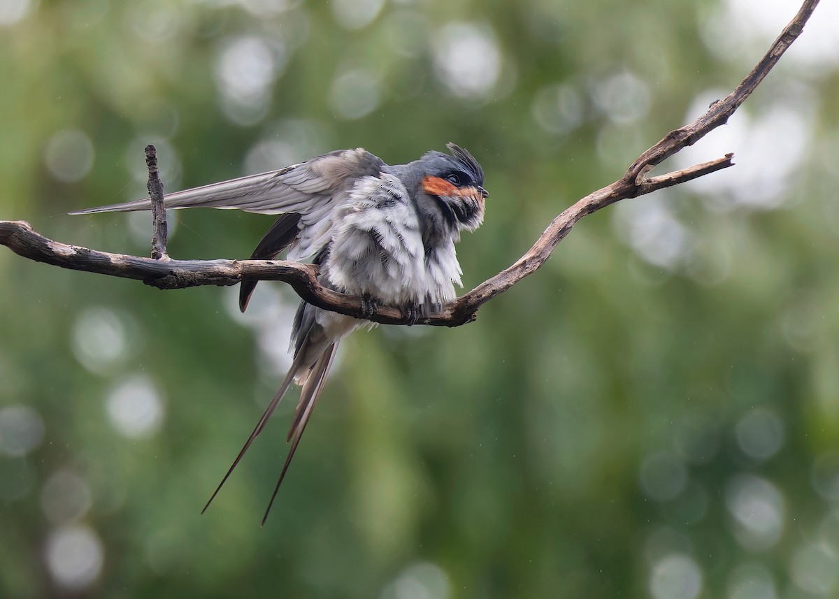 Crested Treeswift - Ayuwat Jearwattanakanok