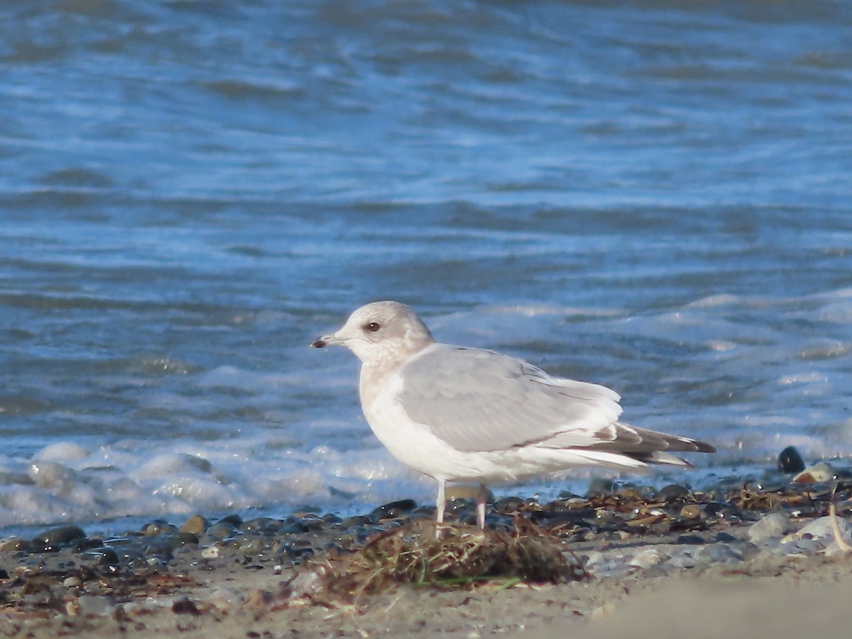 Short-billed Gull - ML609039273