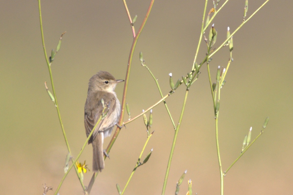 Booted Warbler - Louis-Philippe Campeau