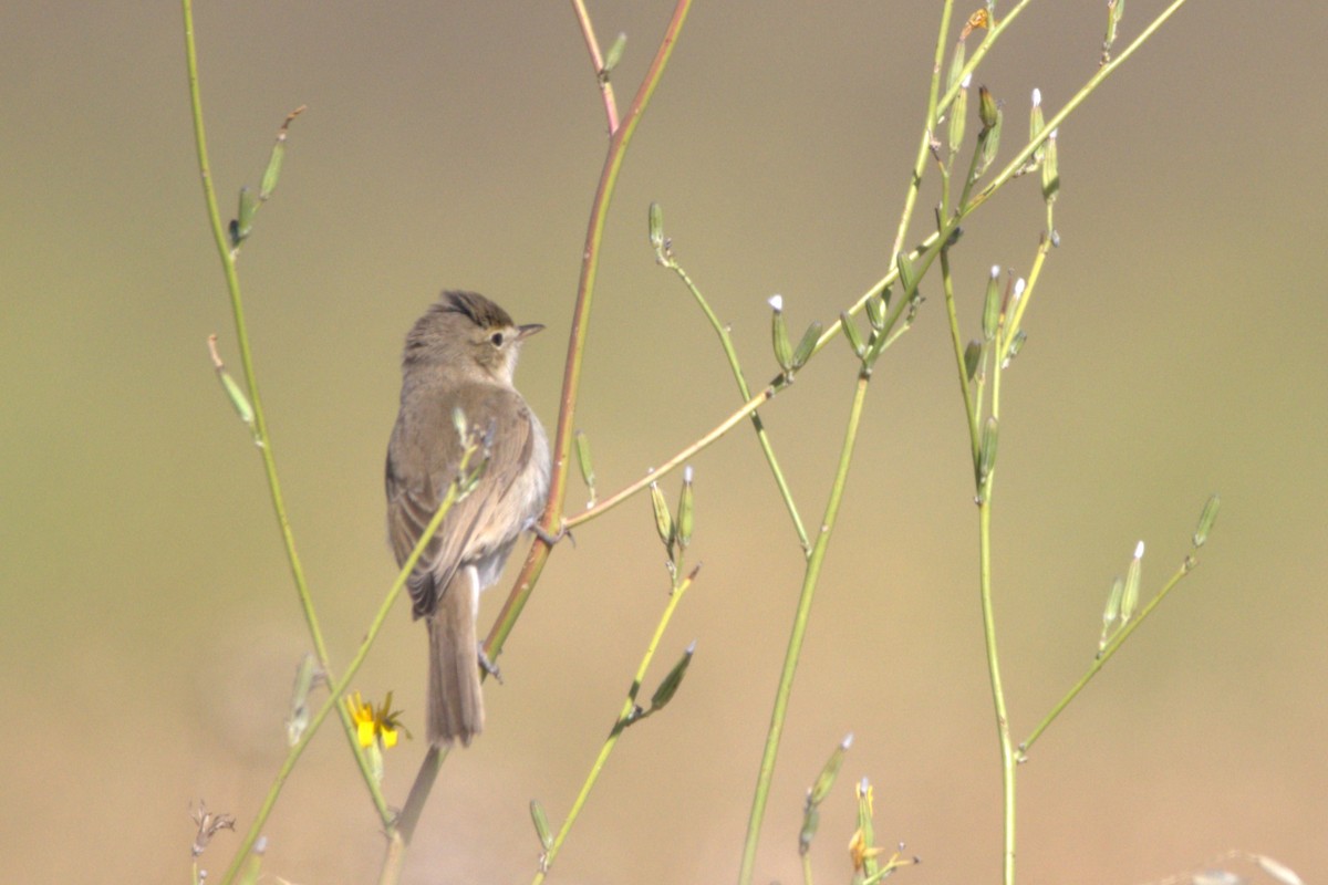 Booted Warbler - ML609039277