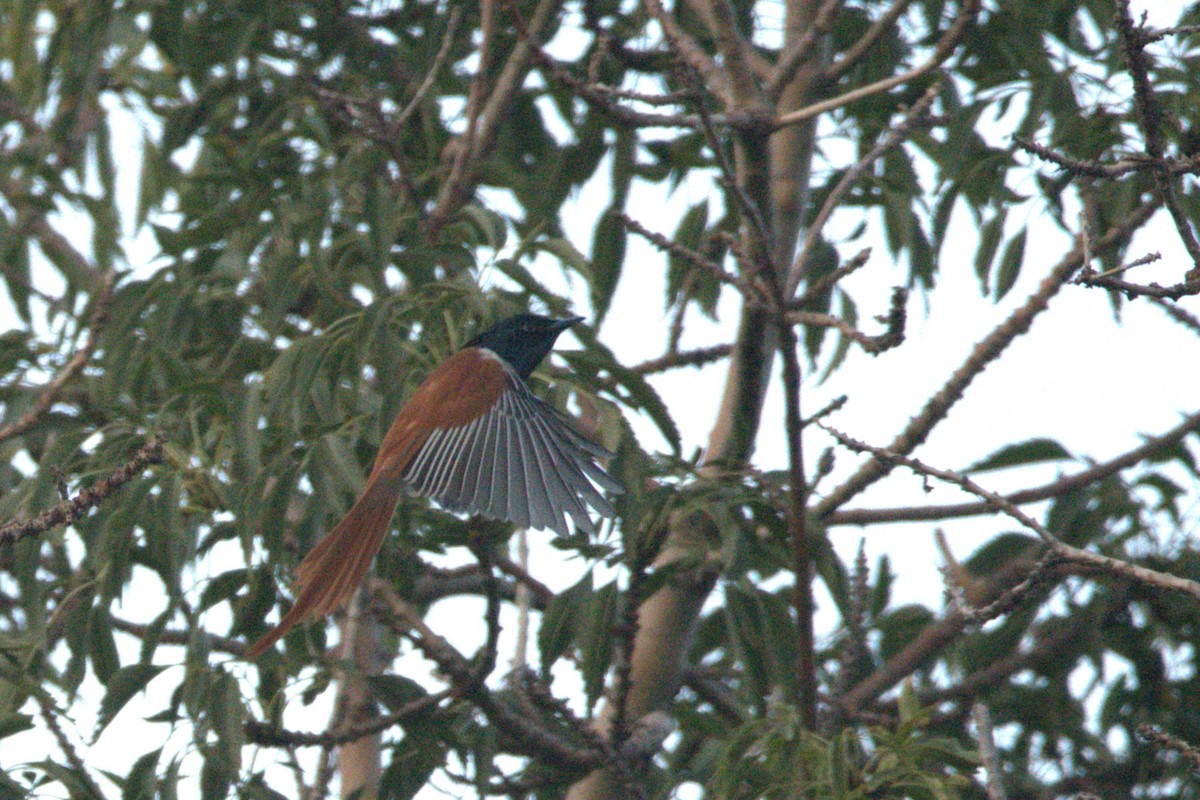 Indian Paradise-Flycatcher - ML609039297