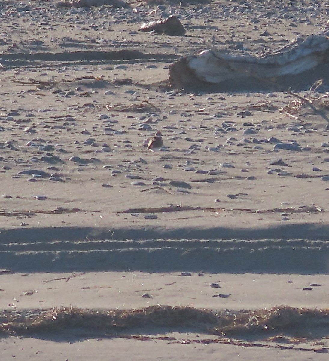 Semipalmated Plover - ML609039301