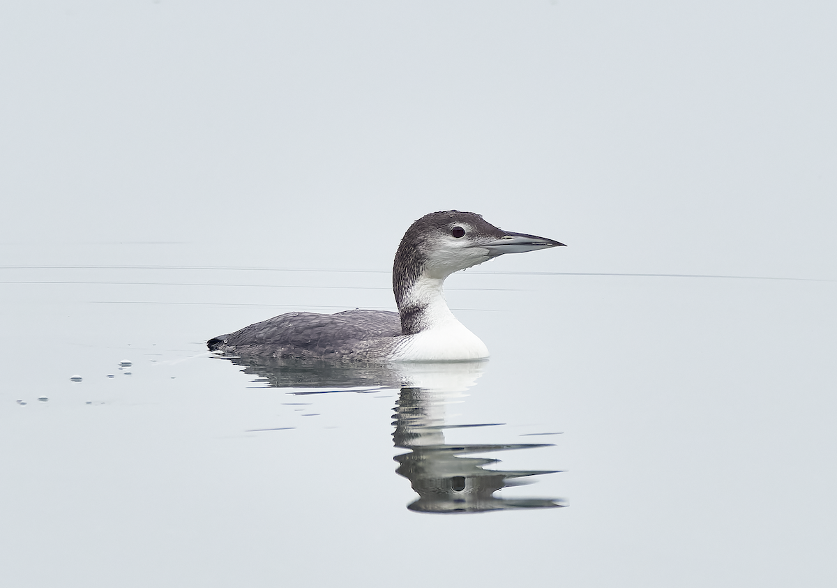 Common Loon - Dariusz Ociepka