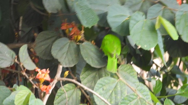 Golden-fronted Leafbird - ML609039361